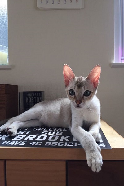 Home - Singapura Breeder of Healthy Kittens and Cats